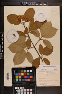 Viburnum cassinoides image