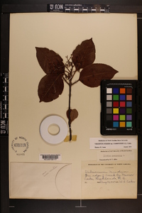 Viburnum cassinoides image