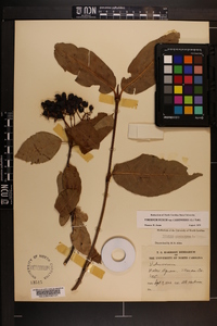 Viburnum cassinoides image