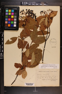 Viburnum cassinoides image