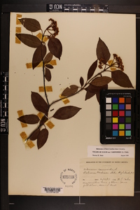 Viburnum cassinoides image