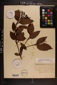 Viburnum cassinoides image