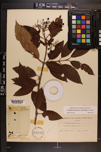 Viburnum cassinoides image