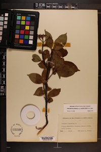 Viburnum cassinoides image