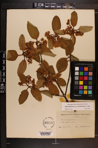 Viburnum cassinoides image