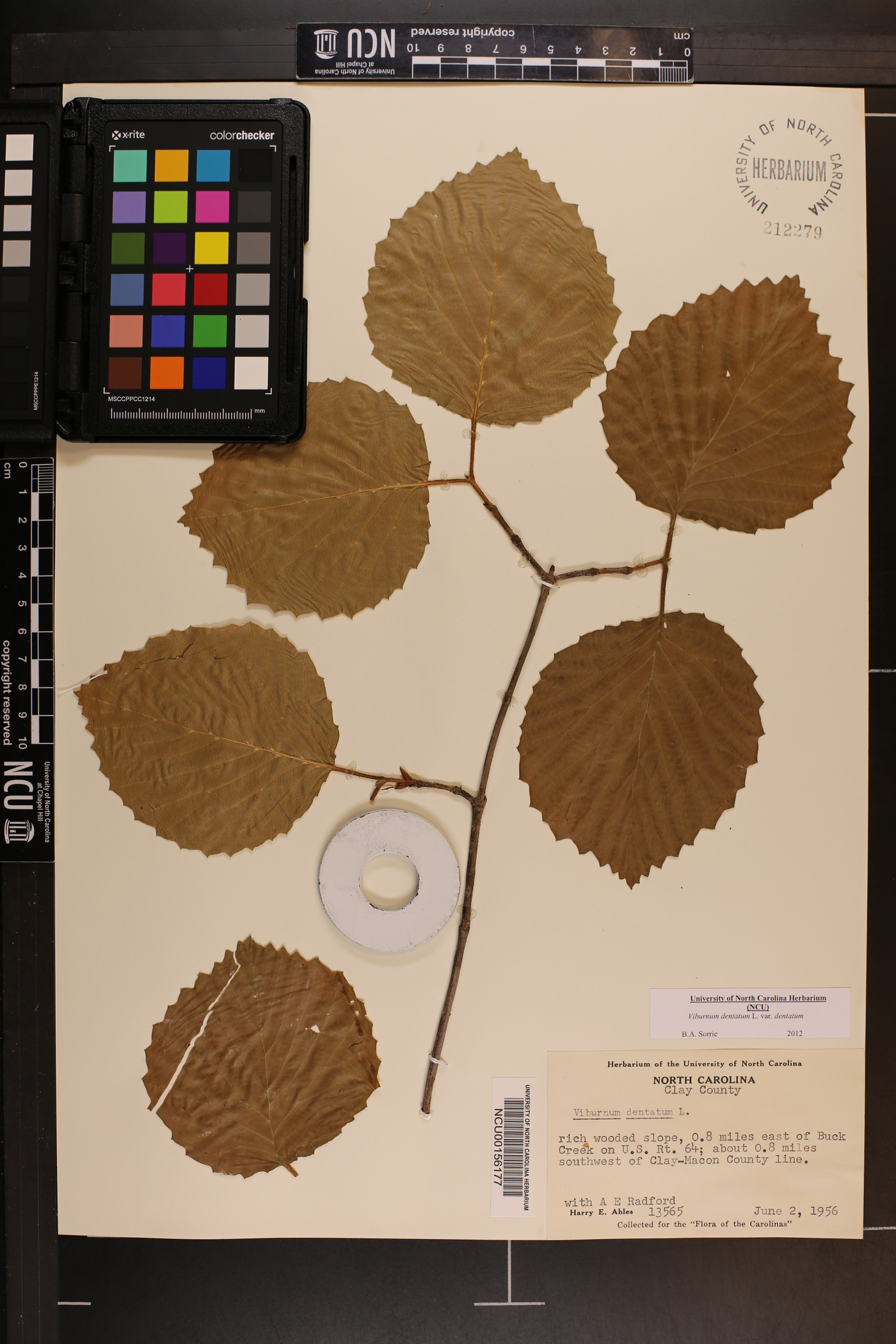 Viburnum dentatum var. dentatum image