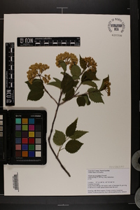 Viburnum dentatum var. lucidum image