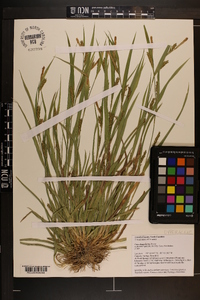 Carex flaccosperma image