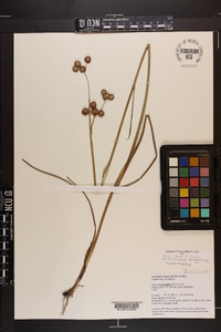 Juncus megacephalus image