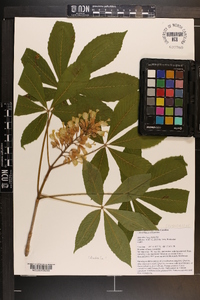 Aesculus flava image