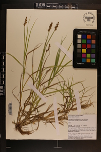 Carex tribuloides var. tribuloides image