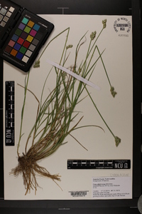 Carex albolutescens image