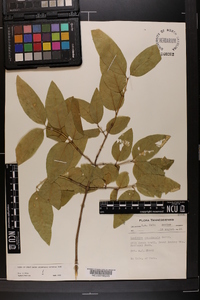 Lonicera canadensis image