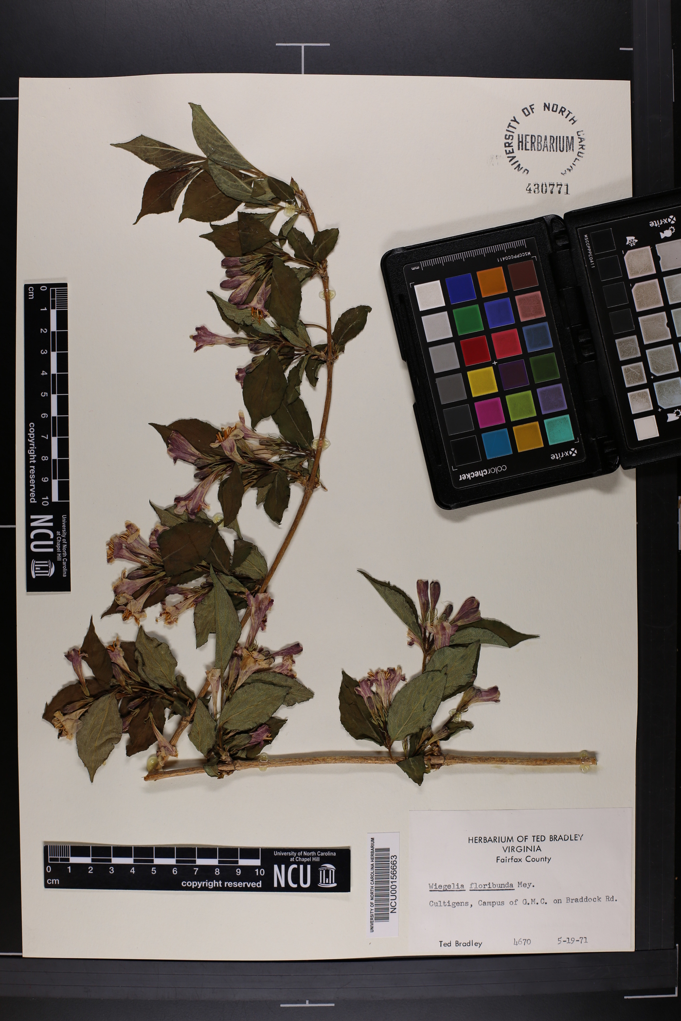 Weigela floribunda image