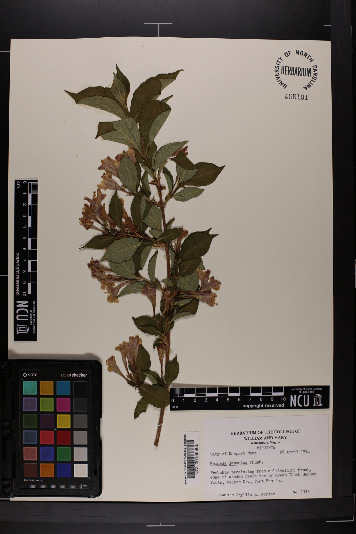 Weigela japonica image