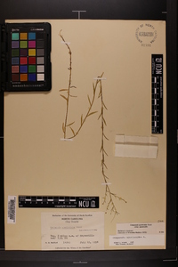 Palustricodon aparinoides image