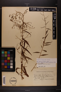 Campanula divaricata image