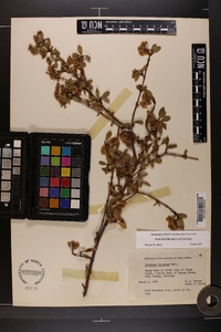 Viburnum obovatum image