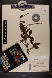 Viburnum obovatum image