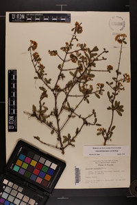 Viburnum obovatum image