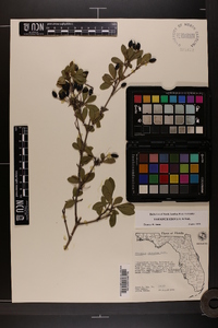 Viburnum obovatum image