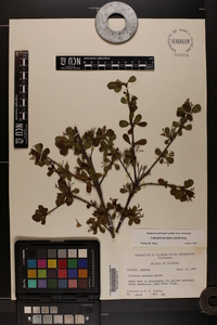 Viburnum obovatum image