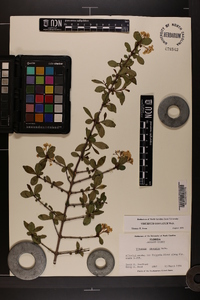 Viburnum obovatum image