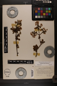 Viburnum obovatum image