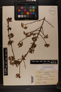 Viburnum obovatum image