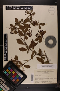 Viburnum obovatum image