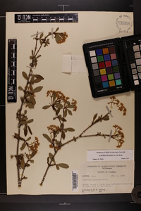 Viburnum obovatum image