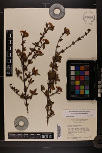 Viburnum obovatum image