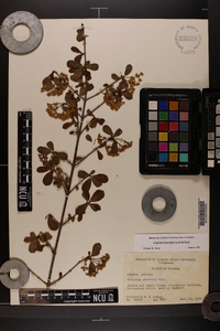 Viburnum obovatum image