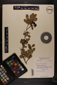 Viburnum obovatum image