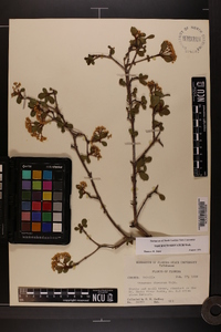 Viburnum obovatum image