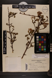 Viburnum obovatum image