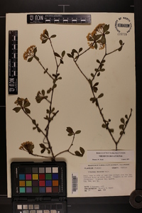 Viburnum obovatum image