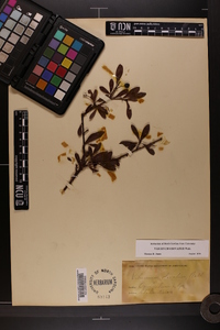 Viburnum obovatum image