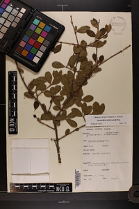 Viburnum obovatum image