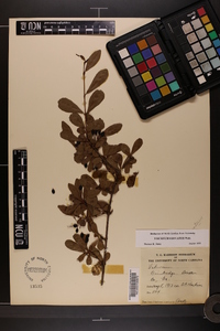 Viburnum obovatum image