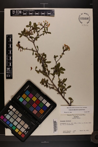 Viburnum obovatum image