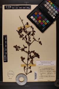 Viburnum obovatum image