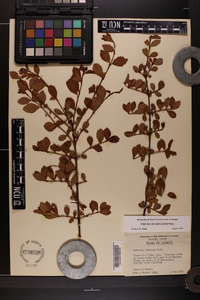 Viburnum obovatum image