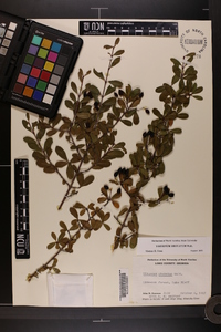 Viburnum obovatum image