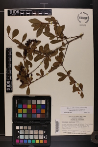 Viburnum obovatum image