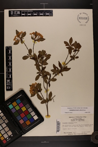 Viburnum obovatum image