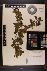Viburnum obovatum image