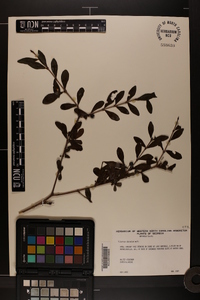 Viburnum obovatum image