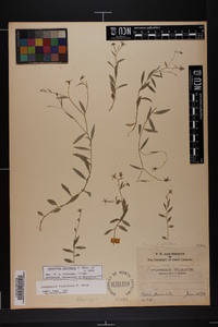 Campanula floridana image