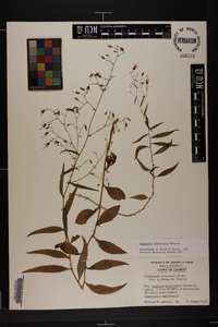 Campanula divaricata image